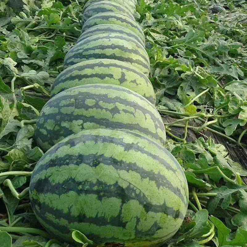 常丰懒汉西农八号大西瓜种子抗重茬花皮巨龙西瓜超甜水果种子