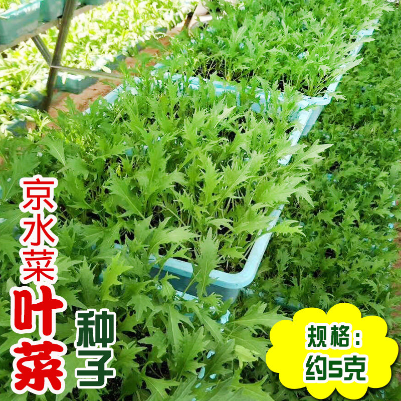 水菜种 新人首单立减十元 22年9月 淘宝海外