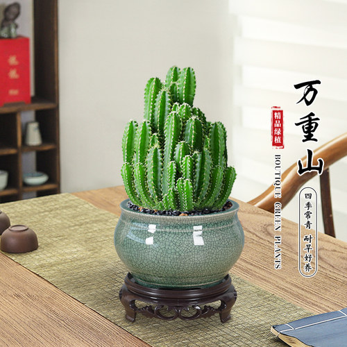 万重山正宗多肉花卉植物家庭办公好养桌面阳台仙人球网红迷你盆栽 - 图1
