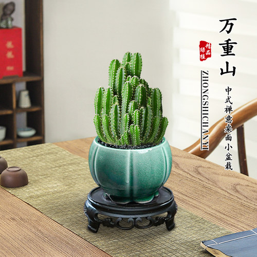 万重山正宗多肉花卉植物家庭办公好养桌面阳台仙人球网红迷你盆栽 - 图3