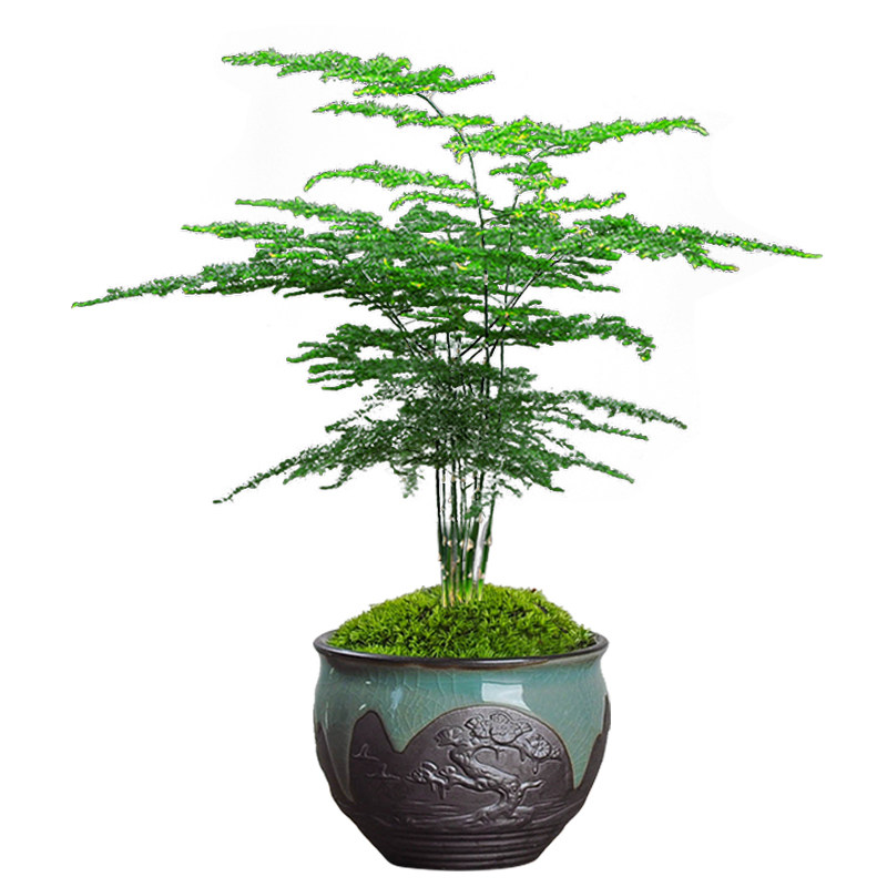 文竹盆栽长青植物好养室内办公观赏花卉净化空气四季常青造型盆景 虎窝淘