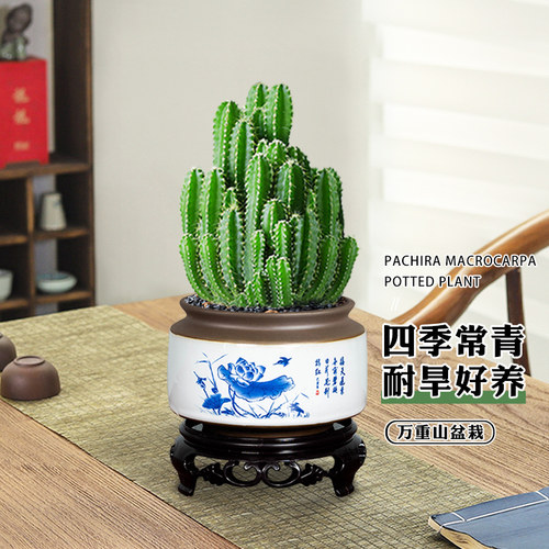 万重山正宗多肉花卉植物家庭办公好养桌面阳台仙人球网红迷你盆栽 - 图0