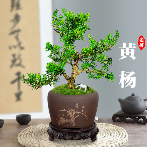 黄杨老桩盆景树苗雀舌皱皮造型小叶盆栽绿植室内客厅好养树桩植物 - 图1
