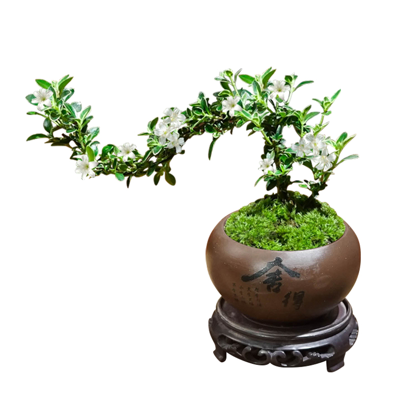飘枝六月雪盆景植物室内桌面茶几好养净化空气盆栽办公室花卉绿植-图3