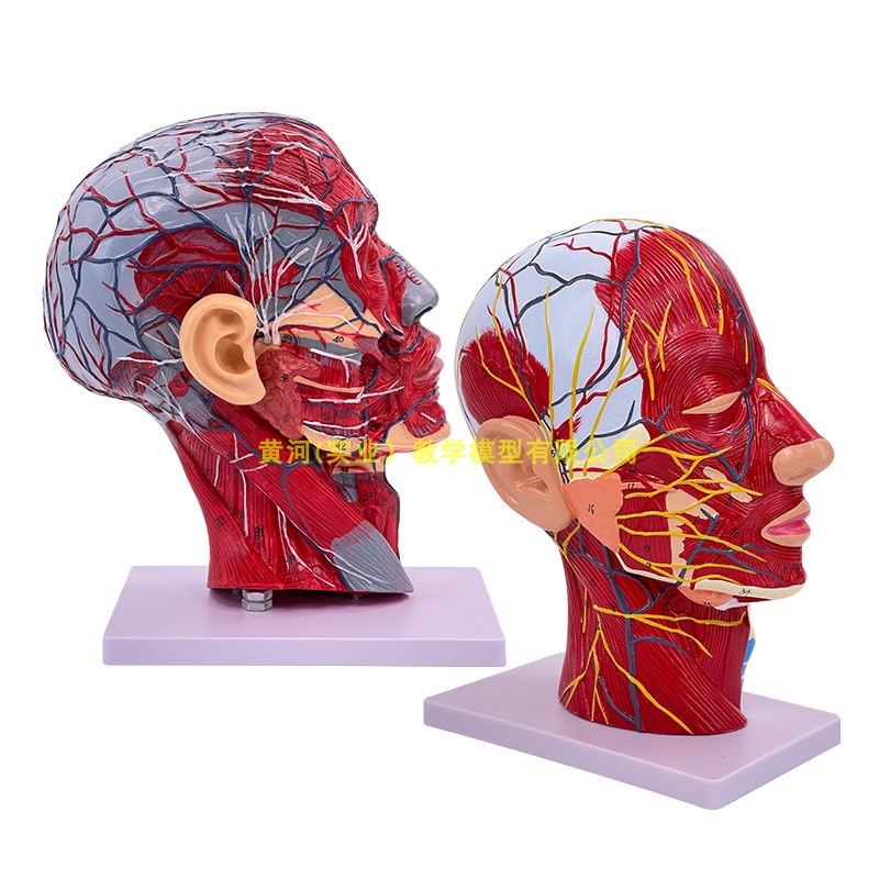 人体头面部附脑血管神经模型颈部解剖学面部神经血管肌肉结构模型 - 图3