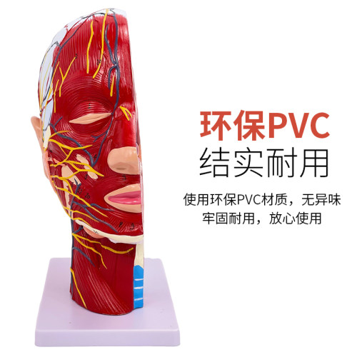 医学人体头面部浅表神经血管解剖模型大脑肌肉医美微整形注射模型 - 图0