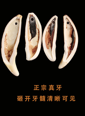 原牙狼牙吊坠男狗牙项链女儿童宝宝配饰本命年情侣真品黑狗牙挂件