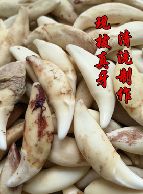 狼牙真黑狗宝宝本命年随身项链