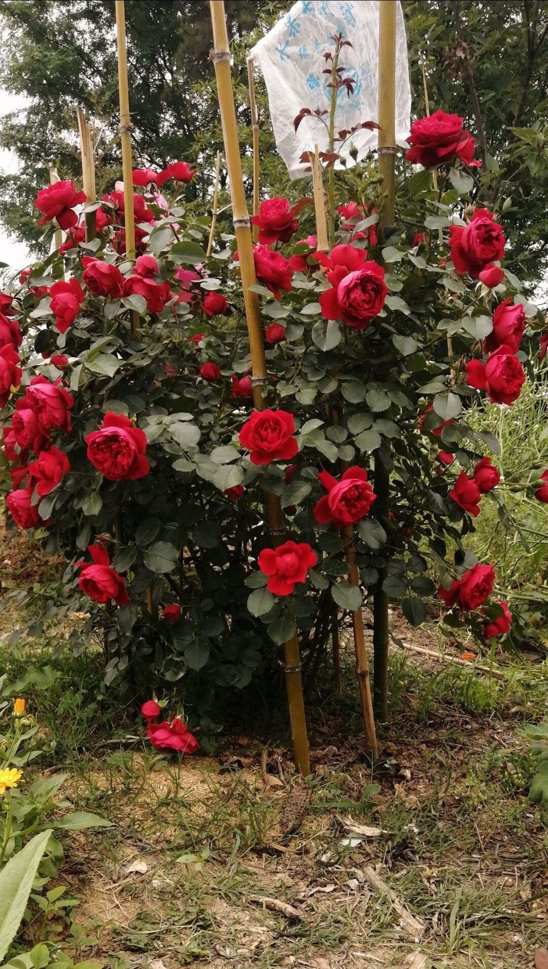 藤本特大苗佛罗伦蒂娜大花盆栽月季花苗高杆爬藤蔷薇绿植地栽玫瑰