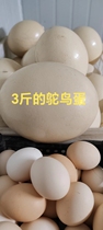 First single straight down ostrich egg single 3 catty left and right fresh self-produced self-selling gift box base