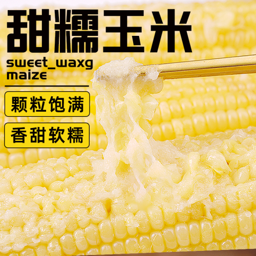 野三坡23年新鲜采摘黄糯玉米白糯玉米10棒真空粘糯玉米苞米旗舰店
