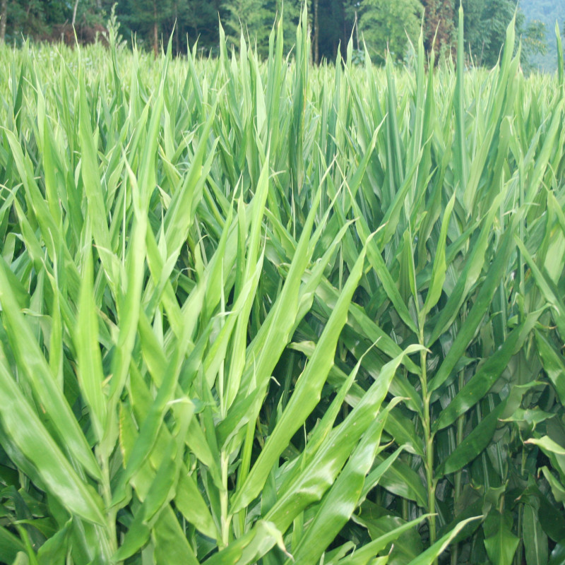 阳荷种根种苗洋火姜种子根四季盆栽蔬菜成活百分百现挖新鲜洋荷种 - 图1