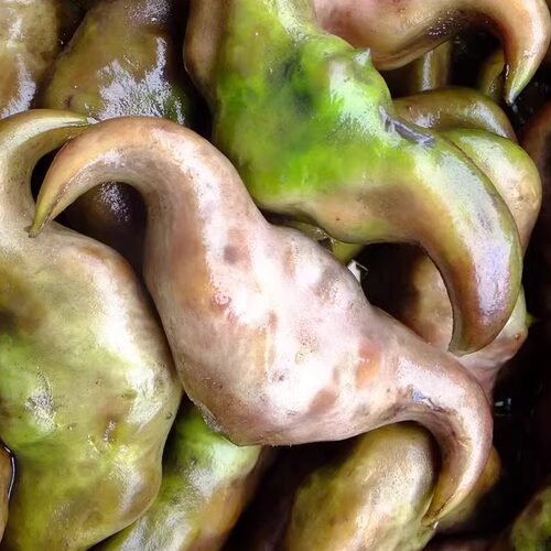 洪湖王文娟新鲜菱角4斤水栗子粉菱角棱角菱果凌果2000g京东 - 图0