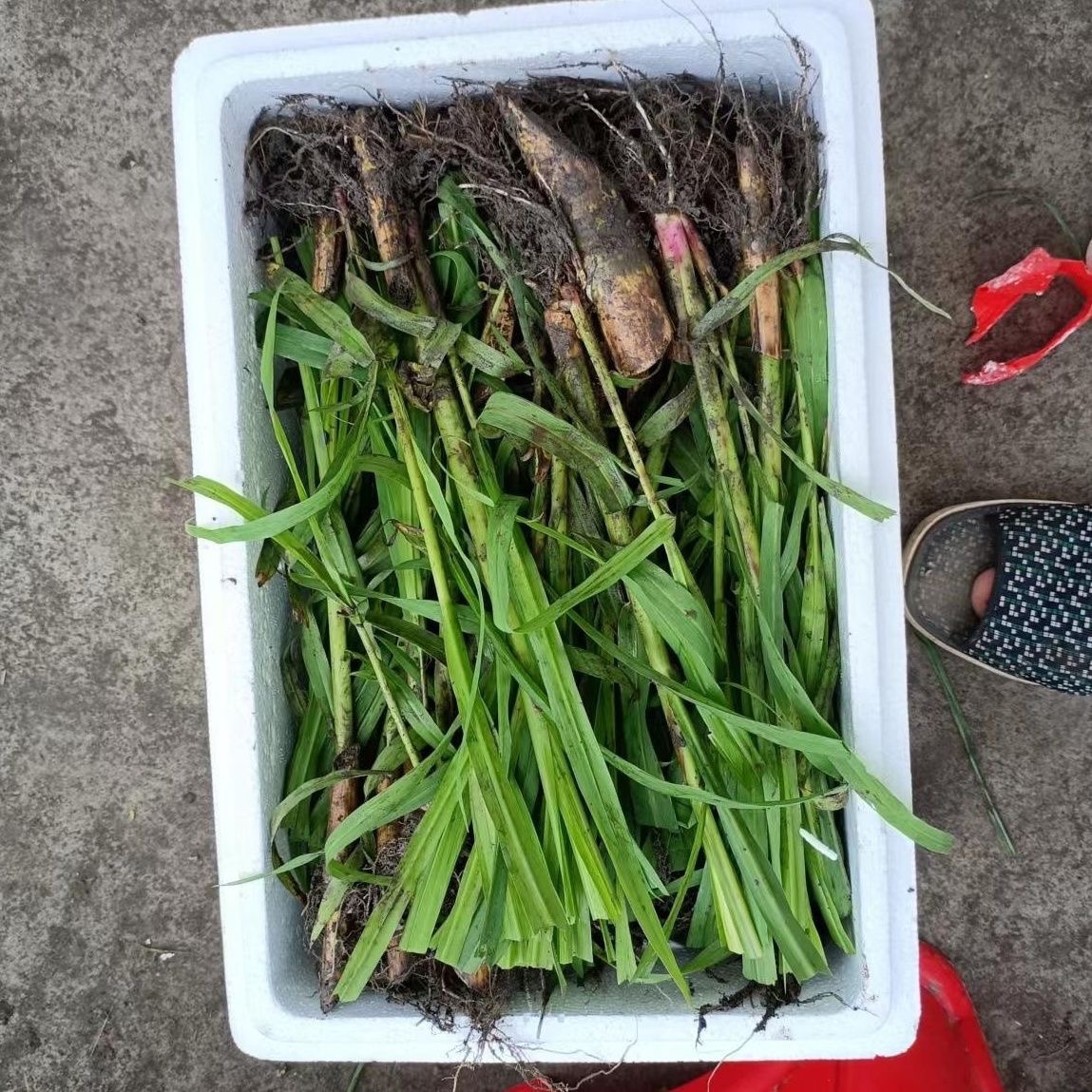 高产无毛甜象草三号种苗四季多年生牧草新型皇竹草苗耐寒巨菌草苗 - 图1