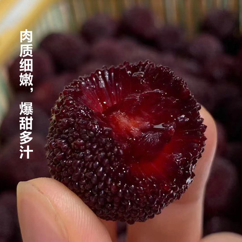 正宗嫁接荸荠杨梅苗余姚慈溪品种地栽带土球黑炭果树苗当年结果苗 - 图0