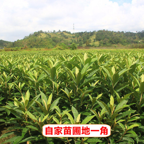 一年生宁海白软条白玉冠玉青种丰玉贵妃香妃等白沙枇杷苗品种包邮 - 图2