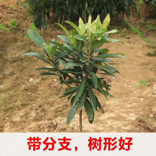 正宗宁海白枇杷苗原土球嫁接白荔枝品种白沙枇杷树苗木盆栽挂果早 - 图1