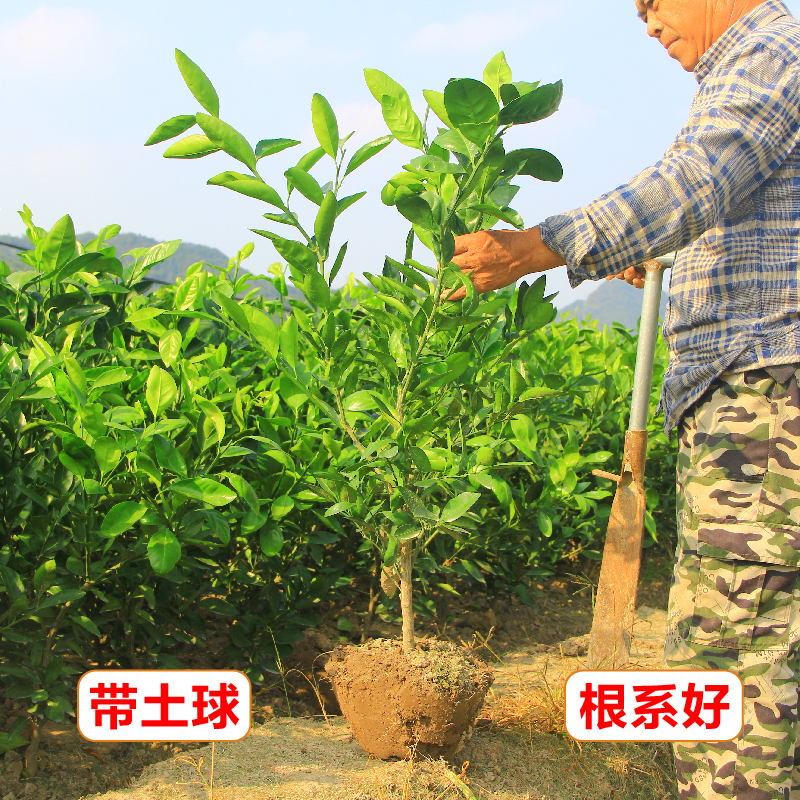 正宗3年生特早熟大分4号蜜橘苗黄岩桔子树苗别墅地栽盆栽结果苗