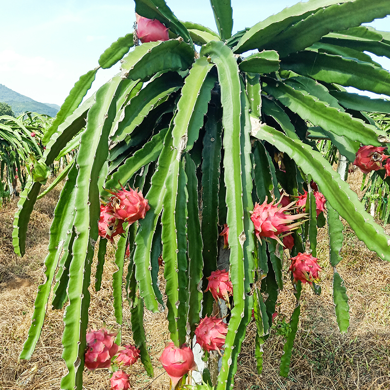 精品树上熟海南红心火龙果红肉大果新鲜水果蜜宝当季5斤 顺丰包邮 - 图1