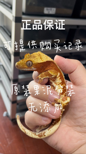 盘古果泥睫角守宫果泥饲料盖勾亚魔物巨人R属口粮爬宠果泥无花果 - 图0