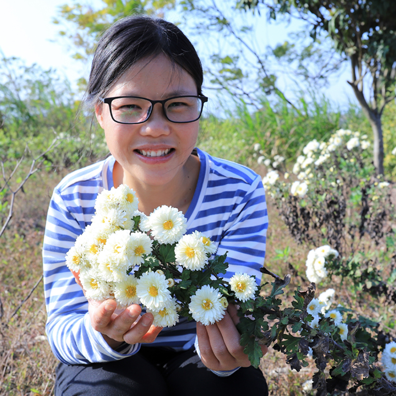 农家白菊花中药材杭白菊养生茶2瓶装广东凉茶泡水非胎菊王花茶