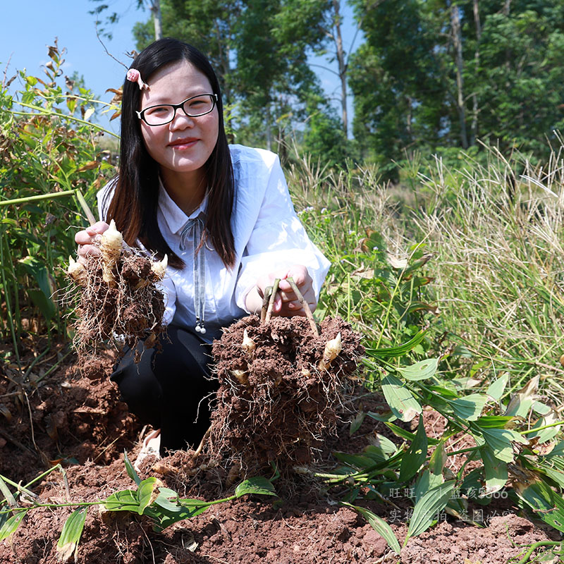 广东新鲜玉竹条尾参农家现挖500g高山玉竹头搭配麦冬沙参泡茶煲汤