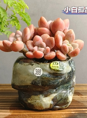 景德镇手工多肉花盆坛子姐孤品手捏异形肉锥生石花仙人球花盆