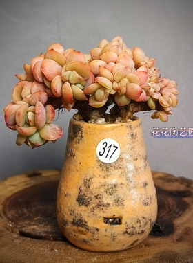 景德镇手工多肉花盆坛子姐小罐子拇指盆陶土粗陶复古肉锥盆小老桩