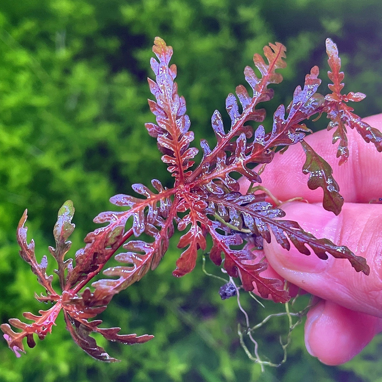 UK羽裂uk锯齿雨裂水草羽裂水蓑衣雨蝶雨裂蓑衣鱼缸造景红色水草 - 图2