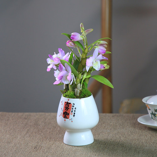 石斛兰盆栽带花苞粉花春石斛室内桌面绿植办公室装饰花卉植物摆件 - 图0