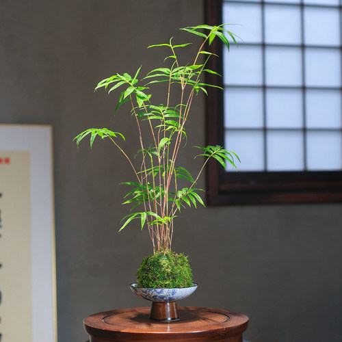 红竹红观音竹苔藓球水培植物米竹室内竹子盆栽桌面盆景客厅绿植 - 图1