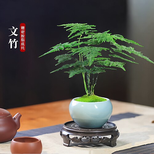 文竹盆栽室内中式禅意绿植客厅办公室桌面水培好养迷你小植物盆景 - 图0