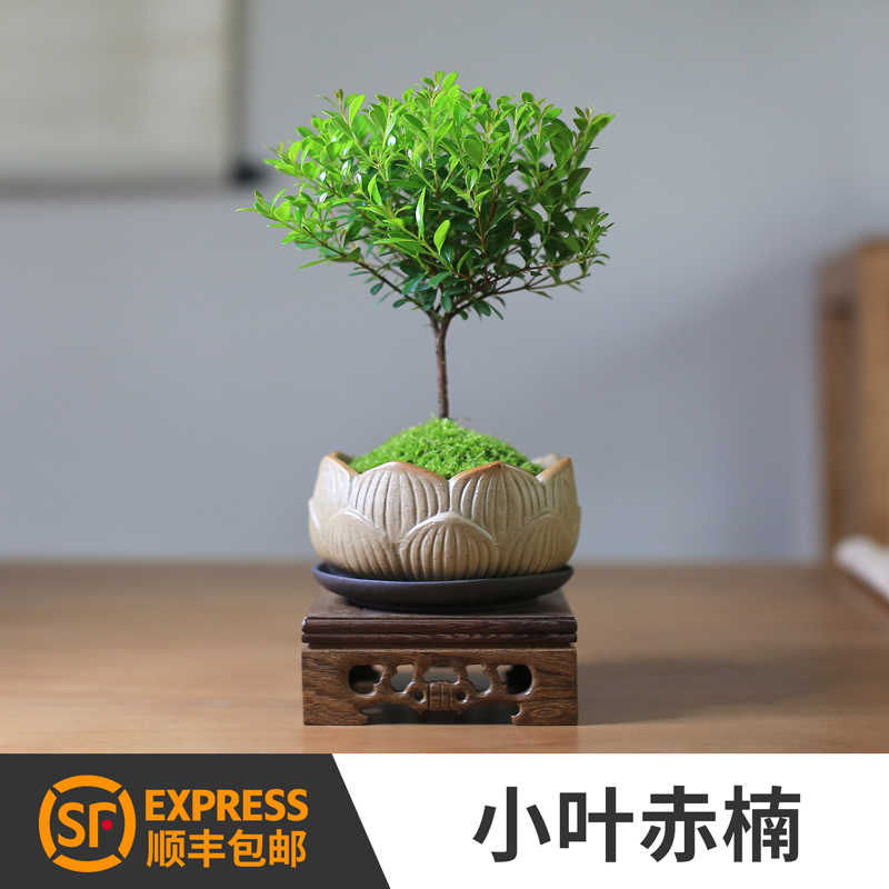 迷你盆栽小盆景 新人首單立減十元 22年6月 淘寶海外