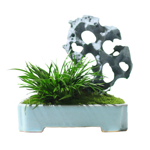 菖蒲蕨类小盆栽植物室内办公室桌面茶室四季常青创意绿植假山盆景 - 图3