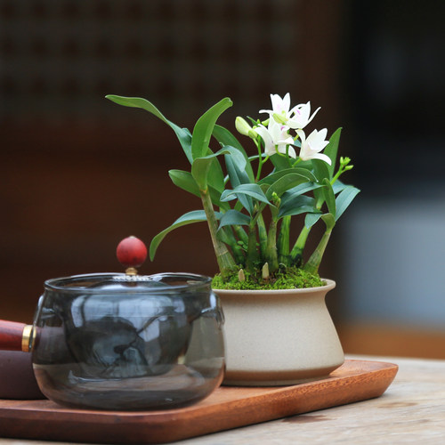 白花石斛兰盆栽带花茶室禅意盆景桌面花卉植物室内迷你兰花盆栽 - 图1