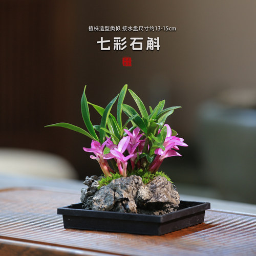 七彩香水石斛兰盆栽带花苞室内禅意花卉绿植小盆栽兰花香水石斛兰 - 图0