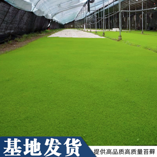 苔藓鲜活植物微景观人工短绒铺面青苔草皮室内假山造景盆景装饰 - 图1