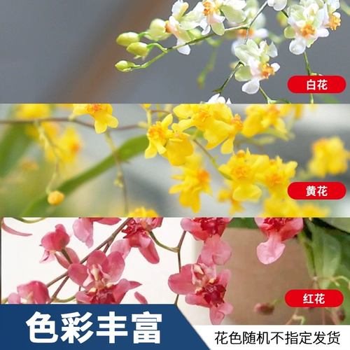 Mengxiang Orchids Pot Prost Plant Plant Plant Flower Office Зеленый растение сажан