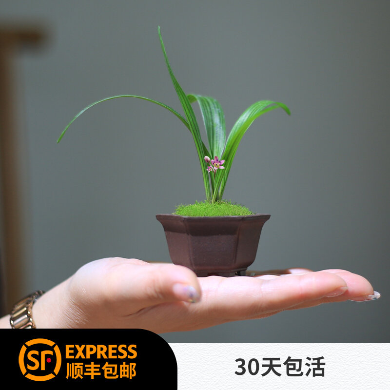 江戸時代 古瀬戸片口鉢14 5cm花入 シダ植物生育 ミニ盆栽 小盆栽花器 松 瀬戸焼花入 花入 花器 花道 茶道 華道 雨漏手 黄瀬戸 5 Off 黄瀬戸