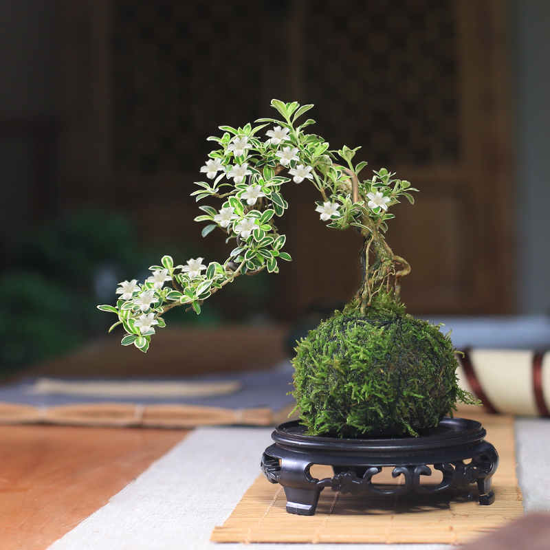 苔玉六月雪造型盆景苔藓球微景观懒人好养水培绿植室内桌面花卉 - 图0