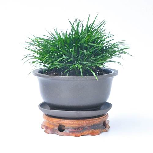 Золотые деньги 金 金 金 金 金 Внутренний завод по медитации в помещении в китайском стиле.