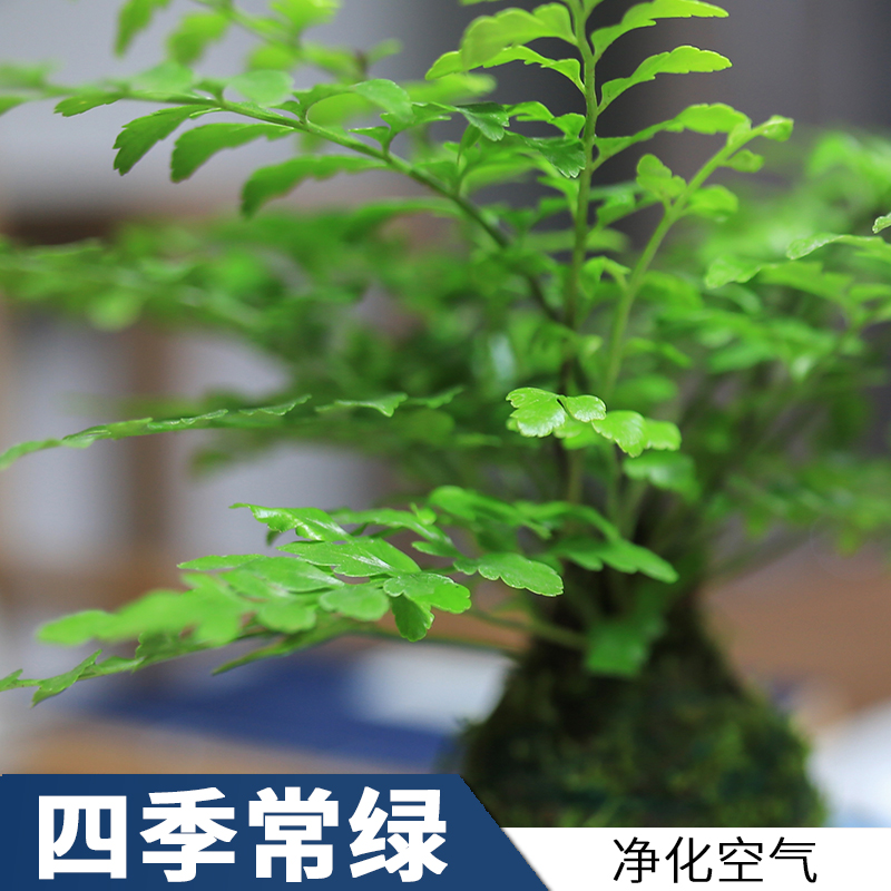 吉姆蕨苔玉球水培蕨类植物净化空气好养绿植室内吸甲醛办公桌苔藓 - 图0