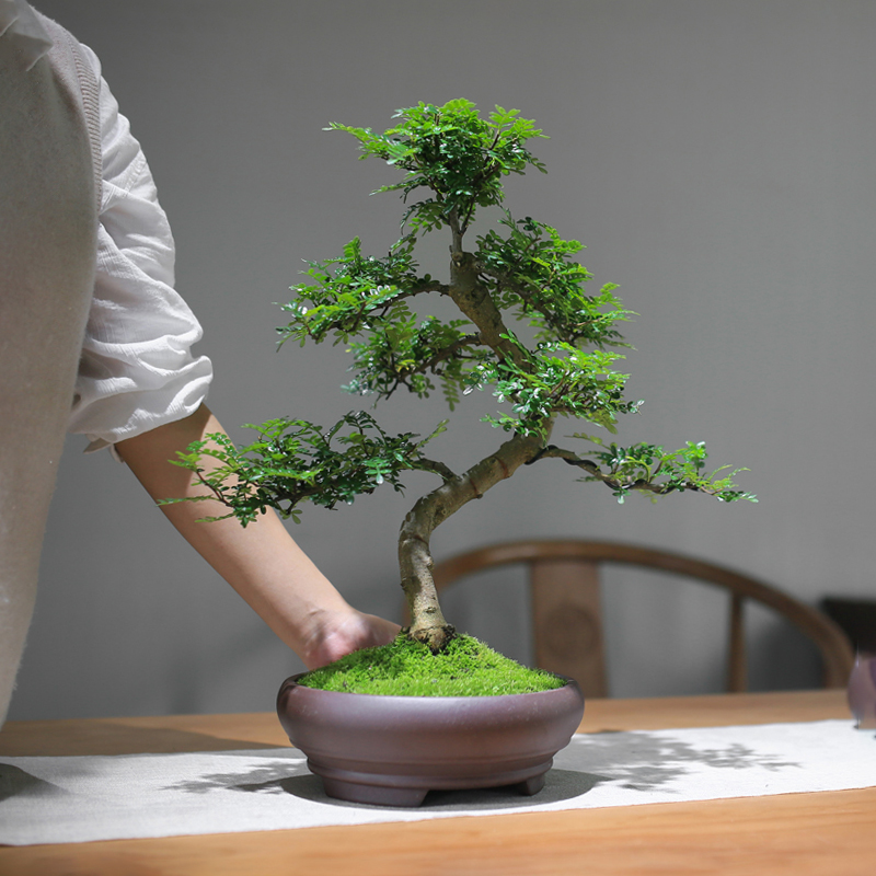 清香木胡椒木盆栽老桩禅意盆景植物室内客厅四季庭院造景耐阴绿植-图1