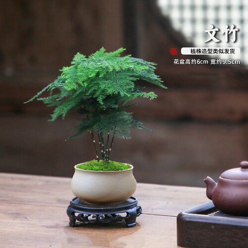 文竹盆栽室内中式禅意绿植客厅办公室桌面水培好养迷你小植物盆景 - 图2