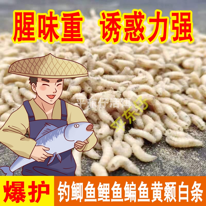 5瓶起蛆虫活虫钓鱼肉蛆白蛆红虫活饵野钓小石斑白条鲫鱼公鱼鱼饵 - 图3