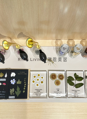 会所样板房植物花材手作标本