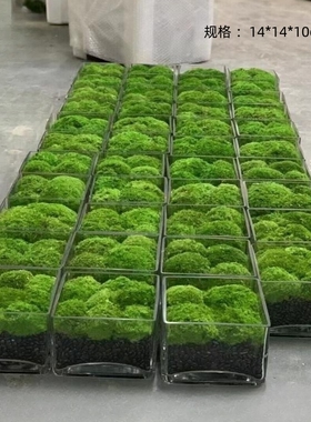 水花永生苔藓绿植花艺盆景