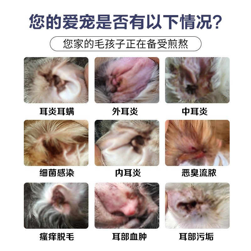 King魔方百耳清猫犬中耳炎耳道糜烂耳螨耳臭宠物猫咪狗狗螨虫感染 - 图1