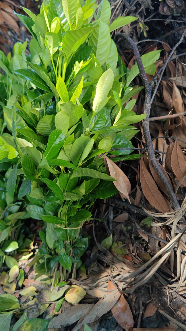 鲜花绿植栀子叶配草花束花篮背影墙室内花瓶水养配叶材料-图2