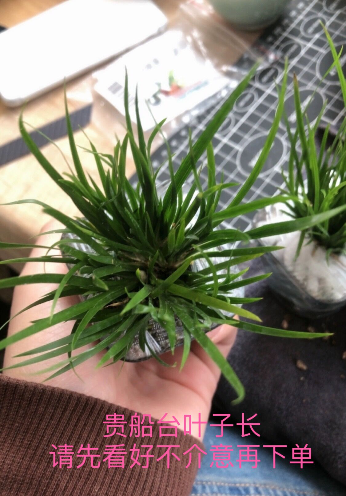 日本贵船苔菖蒲4盆只要25元包邮迷你蒲草微型盆景苔藓微景观绿植 - 图3